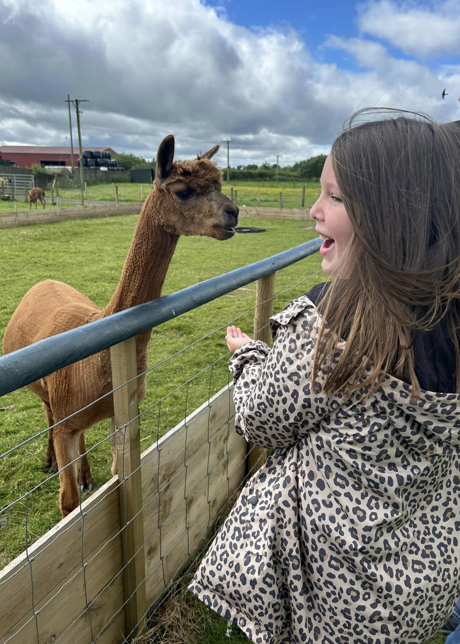 briarlands playing with the animals
